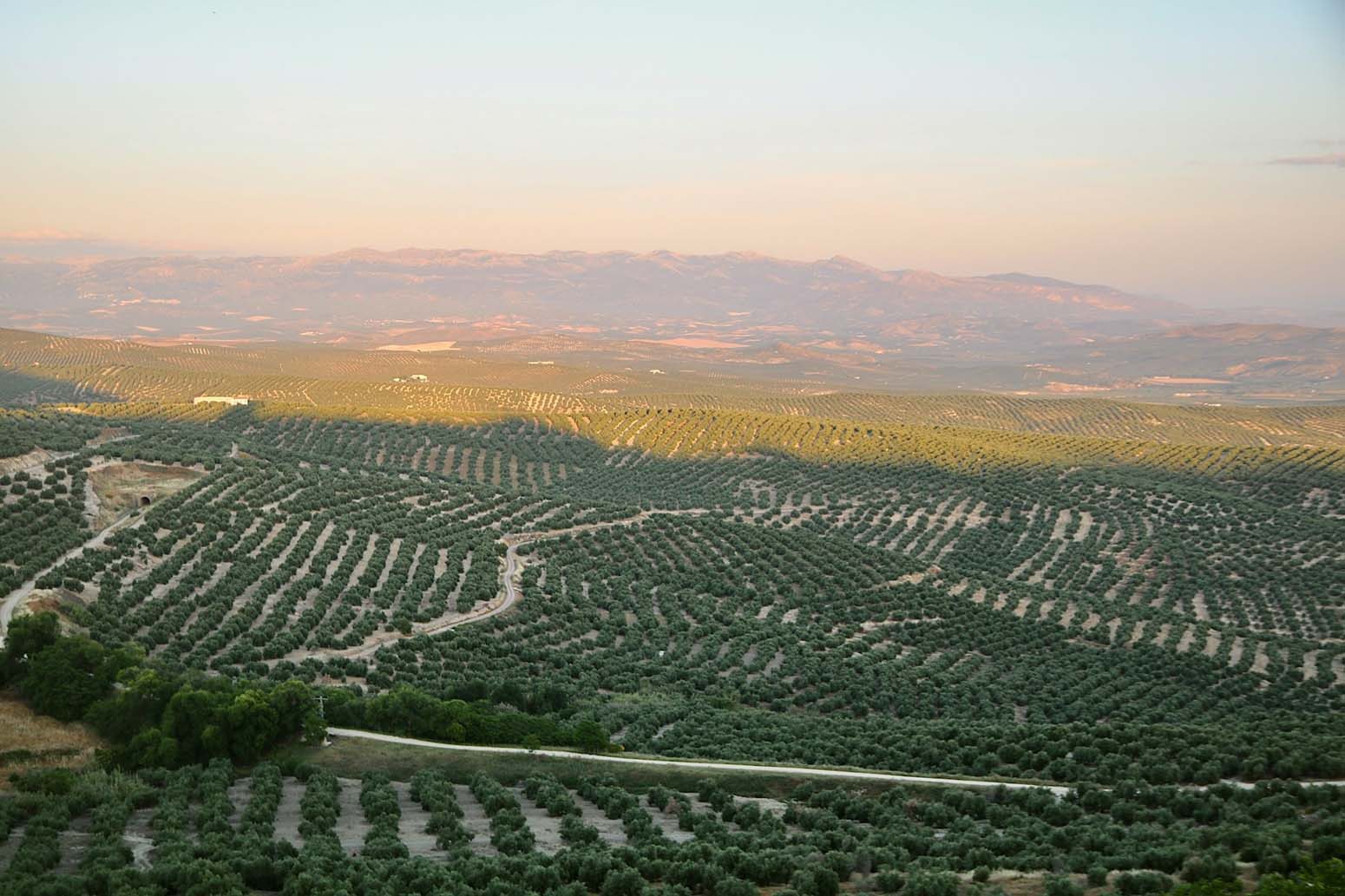 mar d eolivos jaen