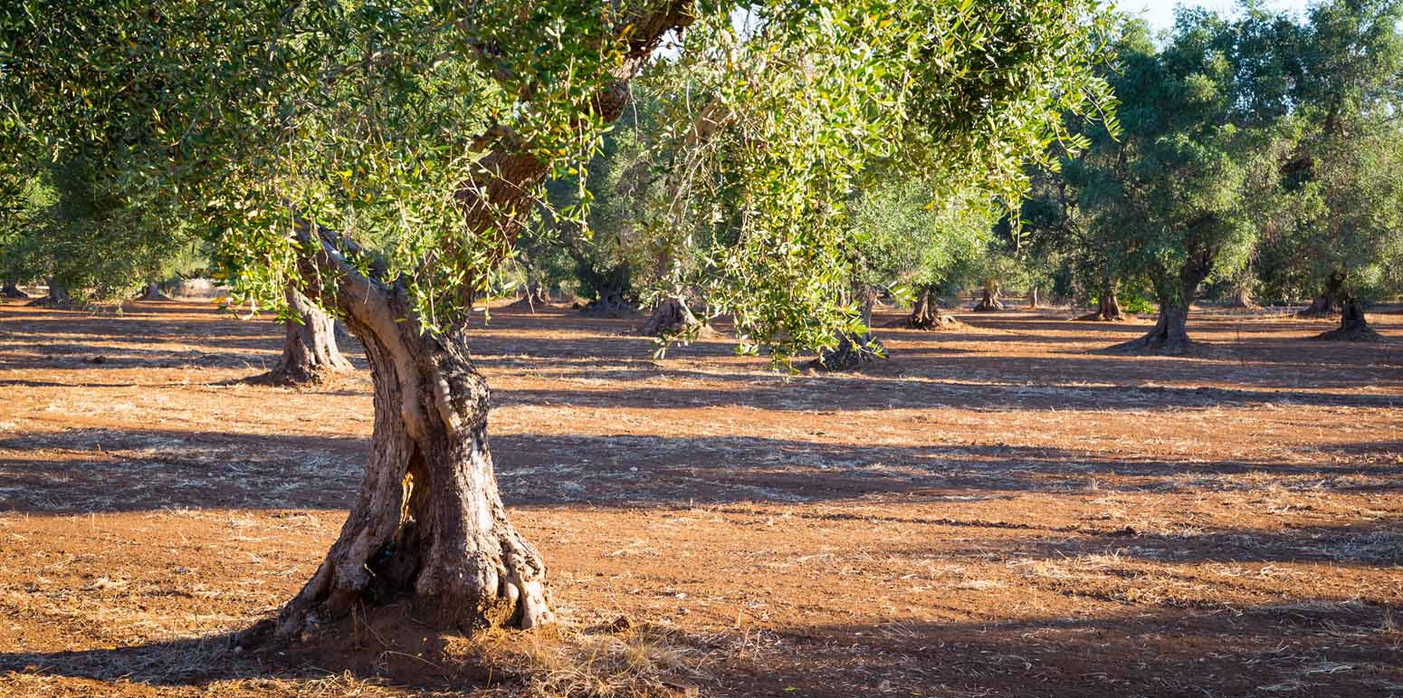 los olivos de jaén 