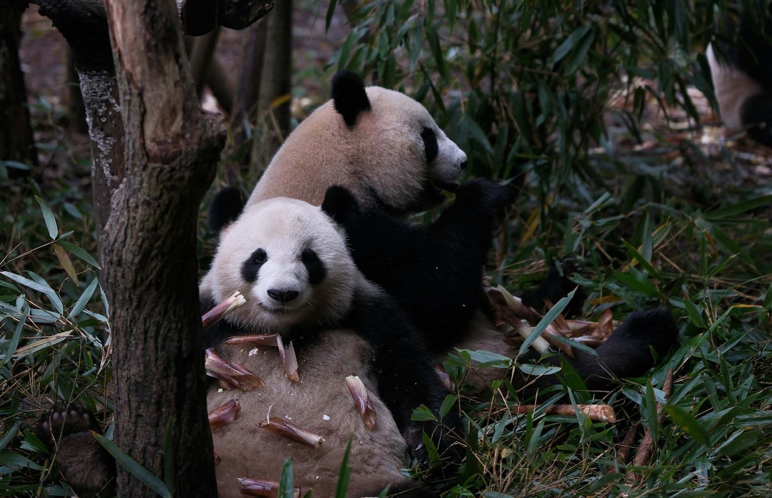 zoológico de Pekín China