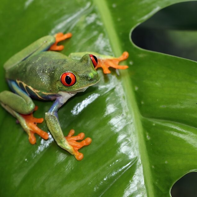 singles costa rica